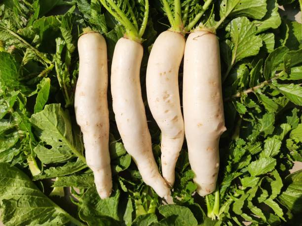 Farm Fresh Radish - kg